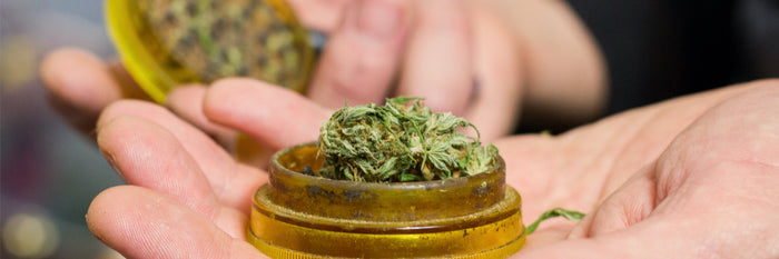 Male hands holding a marijuana grinder full of marijuana.