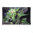 Blue Dream Glass Rollin' Tray - Toker Supply