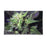 BLUE DREAM GLASS TRAY - Toker Supply